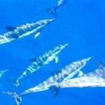 Whale and Dolphin Watching Sailing Tour  Los Gigantes (3H) - Navigating the Spectacular Coast of Tenerife