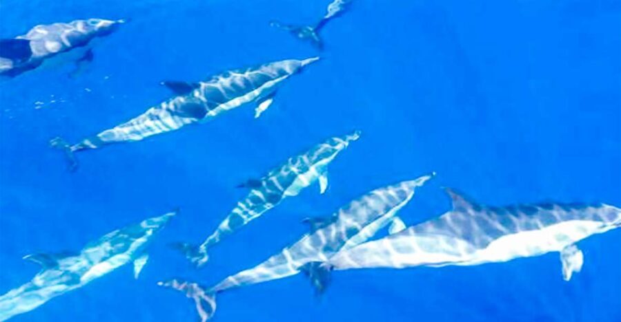 Whale and Dolphin Watching Sailing Tour Los Gigantes (3H) - Navigating the Spectacular Coast of Tenerife