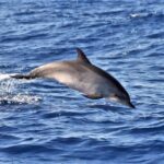 Whale & Dolphin Watching in Madeira - The Rich Variety of Cetaceans Sighted Year-Round