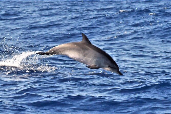 Whale & Dolphin Watching in Madeira - The Rich Variety of Cetaceans Sighted Year-Round