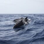 Whale & Dolphin Watching in Tenerife (Puerto Colon) On a Large Catamaran - Departure from Puerto Colon with Convenient Meeting Points