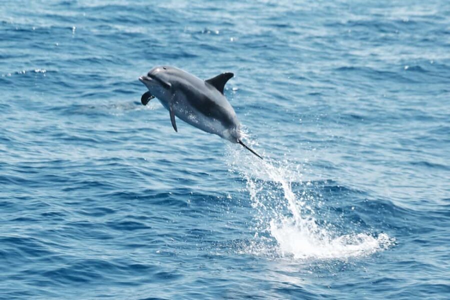Whale watching - The Boat and Facilities on the Excursion