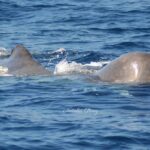 Whale Watching Activity in North Coast - Departure Point at Clube Naval Rabo Peixe