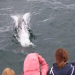 Whale Watching and Northern Lights Half-Day Combo Tour - Evening Northern Lights Viewing from the Sea