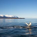 Whale Watching and Sea Angling Tour - The Boat and Safety Features