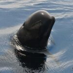 Whale watching, dolphins, and whales departing from Bandol (6:00 a.m. at sea) - What Wildlife You Can Expect to See