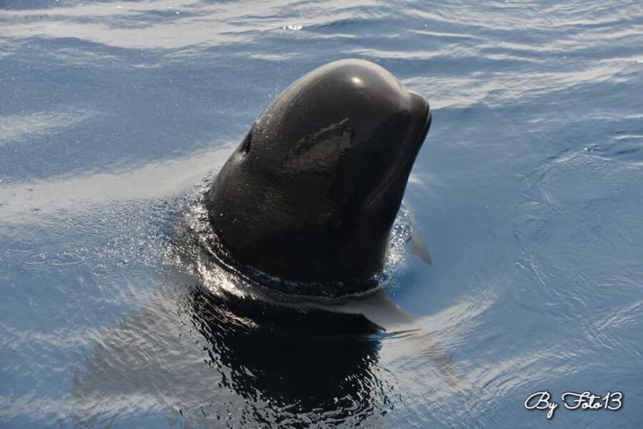 Whale watching, dolphins, and whales departing from Bandol (6:00 a.m. at sea) - What Wildlife You Can Expect to See