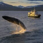 Whale Watching from the Heart of Akureyri - What to Expect on the 3-Hour Whale Watching Tour in Akureyri