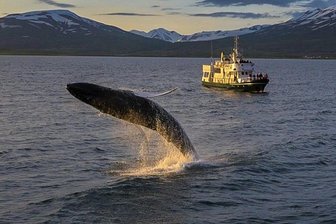 Whale Watching from the Heart of Akureyri - What to Expect on the 3-Hour Whale Watching Tour in Akureyri