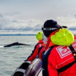 Whale Watching in Reykjavik by Speedboat - Exploring Reykjavik Landmarks from the Shoreline