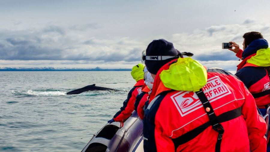 Whale Watching in Reykjavik by Speedboat - Exploring Reykjavik Landmarks from the Shoreline