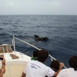 Whale watching in Tenerife. Atlantic Eco Experience - Meeting Point and Departure Details in Costa Adeje