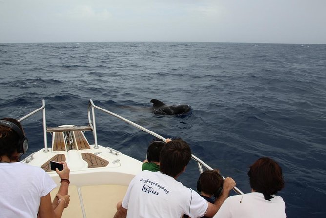Whale watching in Tenerife. Atlantic Eco Experience - Meeting Point and Departure Details in Costa Adeje