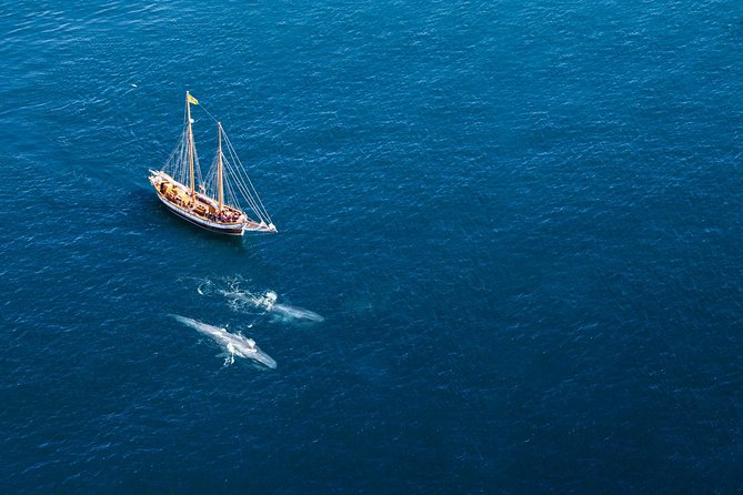 Whale Watching on a Traditional Oak Sailing Ship from Husavik - What to Expect When Whale Watching on a Schooner