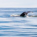 Whale Watching Tour from Akureyri City Central - The Expertise of Guides and Naturalists