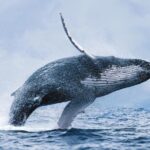 Whale Watching Tour with Professional Guide from Reykjavik - Starting from Reykjavik’s Old Harbour