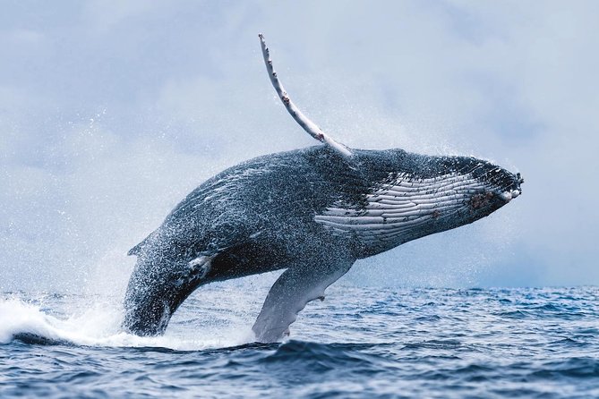 Whale Watching Tour with Professional Guide from Reykjavik - Starting from Reykjavik’s Old Harbour