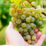 Whole day Wine Tour to Kakheti from Tbilisi - Departure and Group Size Details