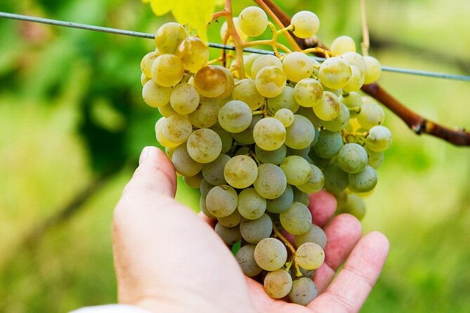 Whole day Wine Tour to Kakheti from Tbilisi - Departure and Group Size Details