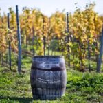 Wieliczka Vineyard: Wine tasting with local snacks - Exploring the Winemaking Philosophy and Techniques