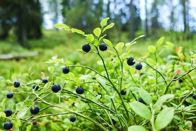 Wild Forest Berries and Mushrooms Picking Tour - Sampling Local Snacks and Enjoying a Forest Picnic