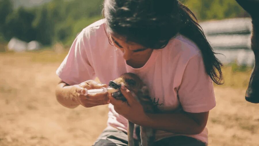 Wild Forest Reserve Foundation - Visit - Discovering the Wild Forest Reserve in Catalonia