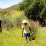 Wild walk: discover the local wild flora - Learning to Identify Wild Plants and Their Traditional Uses