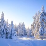 Wilderness Survival Tour - Winter - Exploring the Arctic Wilderness with a Local Guide