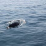 Wildlife Tour - Wildlife Sightings and Marine Life Expectations