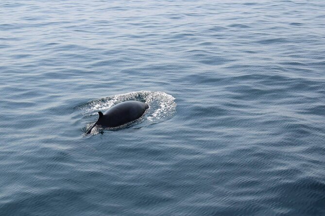 Wildlife Tour - Wildlife Sightings and Marine Life Expectations