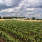 Wine and Food Pairing Experience at Alberobello Winery - The Guided Wine and Food Pairing: Four Wines and Traditional Dishes