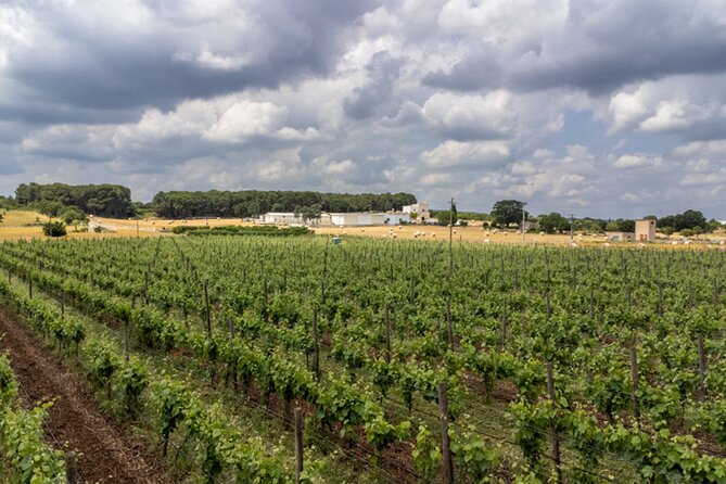 Wine and Food Pairing Experience at Alberobello Winery - The Guided Wine and Food Pairing: Four Wines and Traditional Dishes