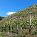 Wine and Food tasting PRIVATE Guided Tour - The Private Tour: An Intimate Look into Valtellina’s Wineries