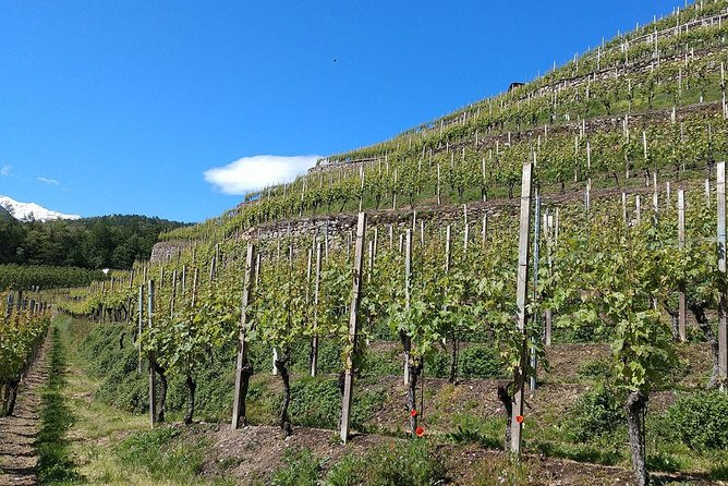 Wine and Food tasting PRIVATE Guided Tour - The Private Tour: An Intimate Look into Valtellina’s Wineries