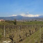 Wine and Lunch Tour - Traditional Sicilian Lunch Featuring Local Products