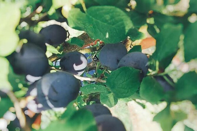 Wine and Raki tasting tour - Inside the Isak Canteen: A Taste of Local Spirit Production