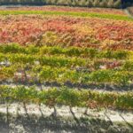 Wine and Typical Product Tasting Tour - Inside the Cellar: From Grape to Bottle