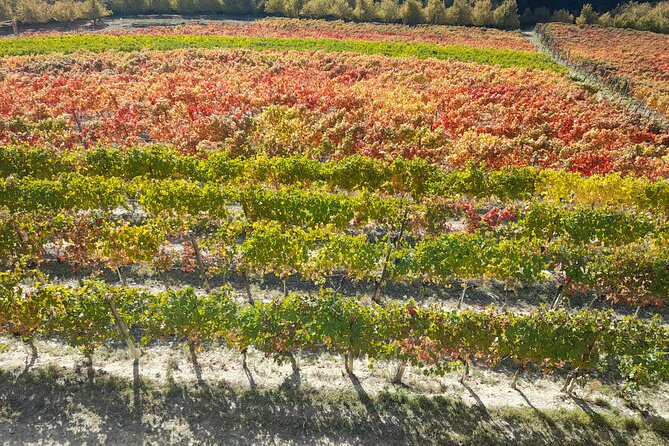 Wine and Typical Product Tasting Tour - Inside the Cellar: From Grape to Bottle