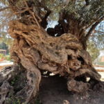 Wine, Dine & Divine: A Cretan Odyssey in Chania - Convenient Pickup from Chania or Rethimno