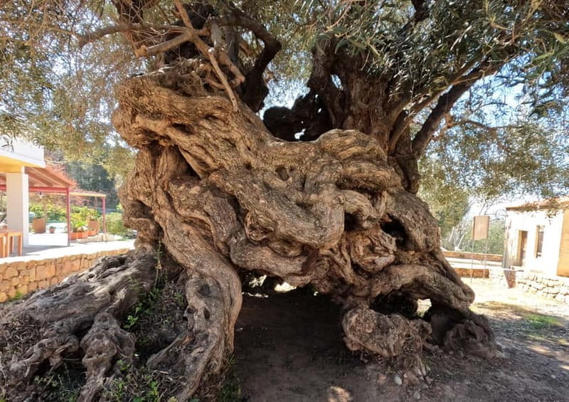 Wine, Dine & Divine: A Cretan Odyssey in Chania - Convenient Pickup from Chania or Rethimno