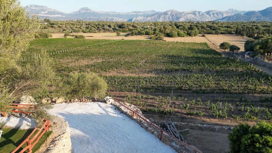 Wine experience in Dorgali in the heart of the Cannonau Classic Zone - Directions to the Winery in Dorgali
