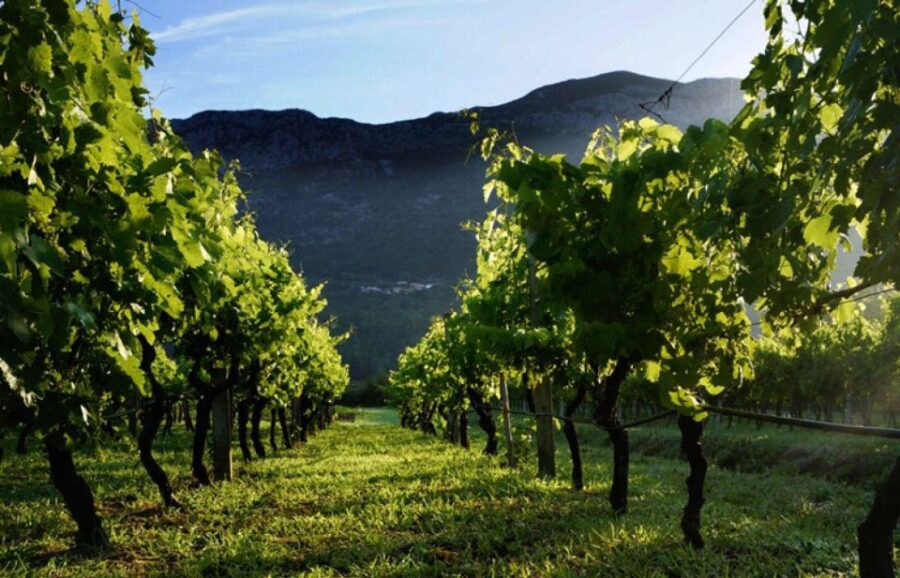 Wine Lover's Tour from Dubrovnik - From Dubrovnik to the Historic Town of Ston