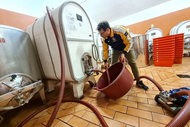 Wine & Oil Tasting Experience - Savor Organic Extra Virgin Olive Oil and Local Charcuterie