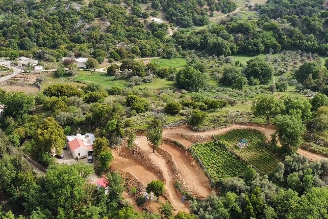 Wine, Olive Oil, and Honey Tour with Winemaker - Farm-to-Fork Traditional Lunch in the Vineyards