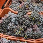 Wine Raki Olive Oil Tasting and Pottery - Private Tour - Discovering Crete’s Pottery in Thrapsano