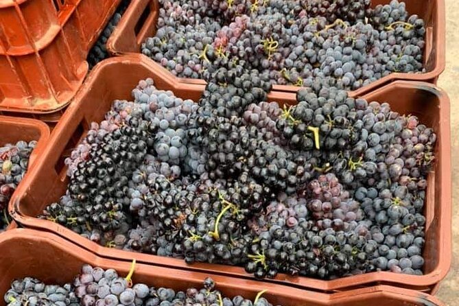 Wine Raki Olive Oil Tasting and Pottery - Private Tour - Discovering Crete’s Pottery in Thrapsano