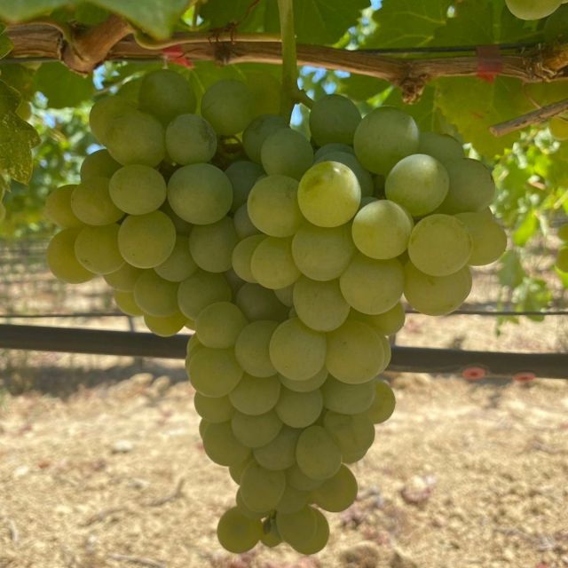 Wine Tasting & Ancient Olive Tree 3 Hours Tour Private - Starting Point and Transportation Logistics in Chania