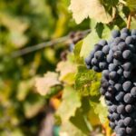 Wine Tasting and Typical Tastings in the Val di Noto - Visiting a Winery in the Heart of Val di Noto