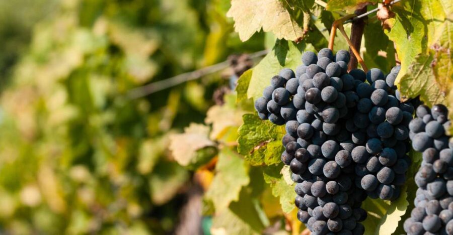 Wine Tasting and Typical Tastings in the Val di Noto - Visiting a Winery in the Heart of Val di Noto