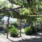 Wine Tasting at Basileo Cellar with Lunch - Starting the Tour: Meeting at Basileo Vini in Tramonti